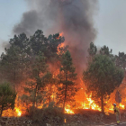 Árboles pasto de las llamas en el incendio en Cebreros. ICAL