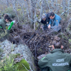 La Guardia Civil investiga un posible envenenamiento de un oso pardo en Palencia.- EUROPA PRESS