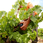 Un jornalero recolecta un racimo de uvas en los primeros días de vendimia en la DO Bierzo, en una foto de archivo. -C. SÁNCHEZ