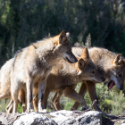 Fotografía de archivo de lobos ibéricos. - E. PRESS