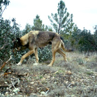 Un lobo en Castilla y León. ICAL