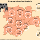 Gráfico que refleja la presencia del toro de lidia en Castilla y León. -ICAL