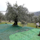Tres hombres varean un olivo en el Valle del Tiétar. | M. Martín / ICAL