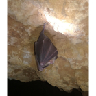 Una imagen de un murciélago en Castilla y León. E.M.