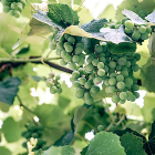 Racimo de uvas inmaduras en una explotación de viñedo de vinificación. - PQS/CCO