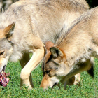 Una manada de lobos se reparte la carne de una res. PQS / CCO