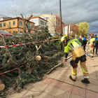 Los bomberos retiran un árbol caído por el viento en Ciudad Rodrigo (Salamanca).