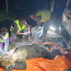 Captura de un oso para la colocación de un collar con GPS el pasado 11 de agosto en Sosas de Laciana, en la provincia de León.
