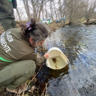 El Servicio Territorial de Medio Ambiente de Zamora suelta 8.000 alevines de trucha en el río Tera