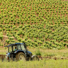 Cultivo de viñedo en la DO Bierzo.