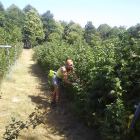 Imagen de la plantación ecológica de los frutos rojos que cultivan en este entorno natural zamorano.