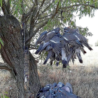 Palomas torcaces tras una jornada de caza.