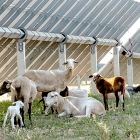 Un rebaño de ovejas se cobija a la sombra en una instalación fotovoltaica con seguidores solares adaptados a la actividad agraria.