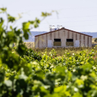 Una granja entre vides, en la zona de la Ribera del Duero. MARIO TEJEDOR