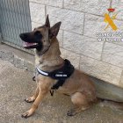 Archivo - Perro perteneciente a la unidad canina del Centro Penitenciario De Cáceres. - GUARDIA CIVIL - Archivo