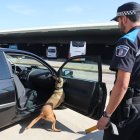 Unidad Canina de la Policía Local de Palencia (Uican).