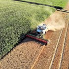 Una cosechadora recoge el grano en un campo de cereal