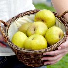 Una joven agricultora sostiene un canasto con manzana reineta del Bierzo, una fruta de calidad que cuenta con Denominación de Origen.