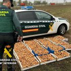 Un agente de la Guardia Civil con los níscalos incautados.