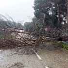 Árboles derribados sobre la calzada por el temporal de viento en varias carreteras de la red provincial de Zamora