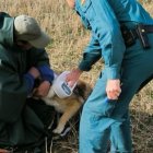 La Guardia Civil con el perro que causó la muerte a una persona en Barrios de la Vega.