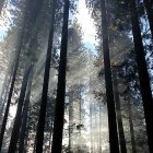 El bosque de coníferas cubre una gran extensión en Castilla y León con grandes posibilidades para la biomasa