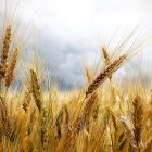 Amenaza de tormenta sobre un campo de cereal