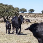 Hay 28 ganaderías con animales de raza Serrana Negra.
