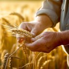 Un agricultor comprueba la calidad de su cultivo de cereal justo antes de la cosecha