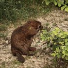 El castor se asienta en Castilla y León