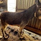 Maltrato animal en Burgos