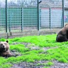 Archivo - Los osos Luna y Ponderoso en el Coto Escolar de León.