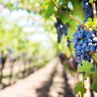 Racimos de uvas tintas en un viñedo con espaldera