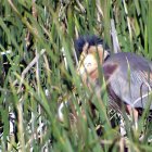 Garza Imperial en la vega del río Duero a su paso por la localidad vallisoletana de Castronuño en una imagen de archivo
