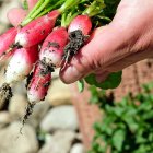 Un agricultor recoge un manojo de rábanos cultivados en una explotación de agricultura ecológica