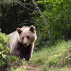 Un ejemplar de oso pardo en una imagen de archivo.