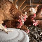 Gallinas en un corral en una imagen de archivo