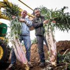 Emilio Zamora muestra la altura de dos cardos rojos junto a uno de sus empleados.