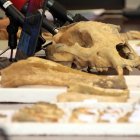 Presentación de primeras evidencias de oso de las cavernas de la provincia de León