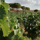 Viñedo, imagen de archivo.