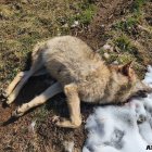 Lobo muerto en La Pernía (Palencia).