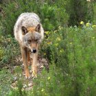 Lobo ibérico, en una imagen de archivo.