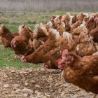 Una bandada de gallinas come en una explotación avícola, en una foto de archivo.