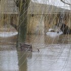 Crecida del rio Duero a su paso por Soria