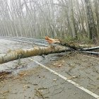 Chopo caído sobre la calzada entre Manganeses de la Polvorosa y Morales de Rey (Zamora)
