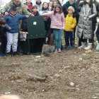 Liberados dos nuevos linces ibéricos en el Cerrato Palentino, del total de 9 ejemplares que se soltarán a lo largo de 2026