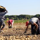 Un grupo de jornaleros recogen patatas en una explotación de la localidad vallisoletana de Villamarciel.