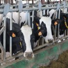 Granja de vacuno de leche en la provincia de Palencia en una imagen de archivo