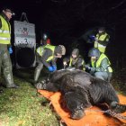 Un nuevo estudio científico revela el calor como un factor fuertemente limitante del movimiento del oso pardo cantábrico.