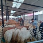 Un grupo de personas observa unas ovejas en la Feria de Raza Churra celebrada en Palencia.
